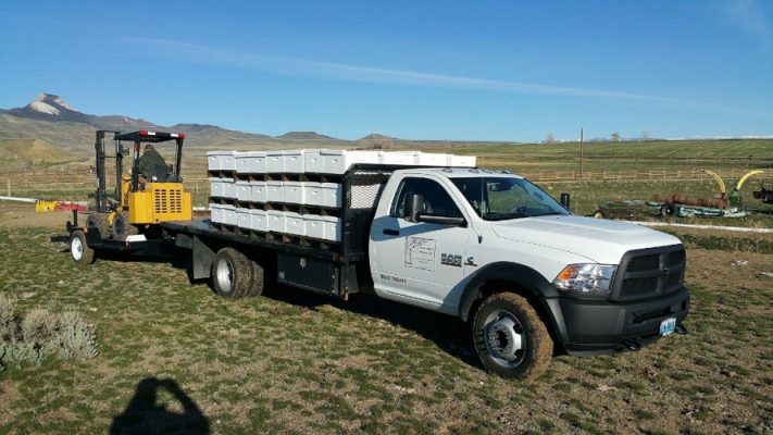 A River Road Honey flatbed truck loaded with white beehive boxes, a forklift trailer behind it, in a Big Horn Basin pasture